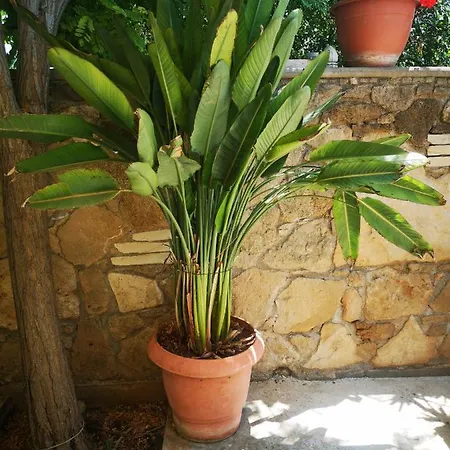 Wooden House Tatil Evi